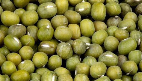mongo seeds in english